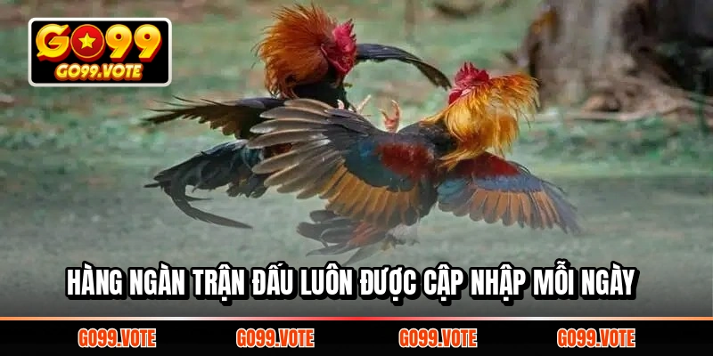 Mỗi ngày đều có hàng nghìn trận đấu mới thêm vào