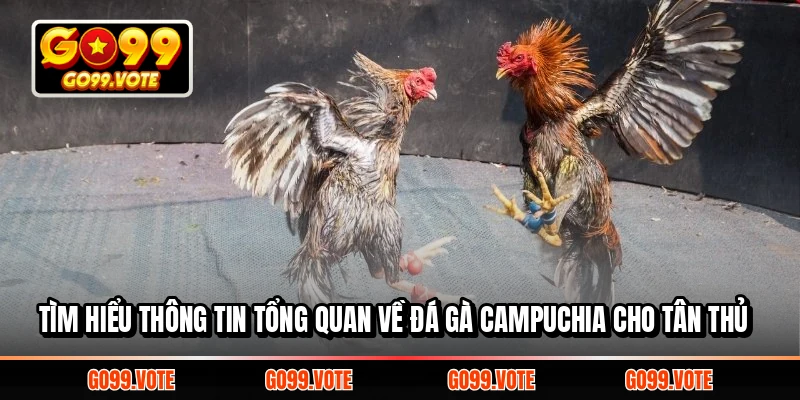 Tìm hiểu thông tin tổng quan về đá gà campuchia cho tân thủ